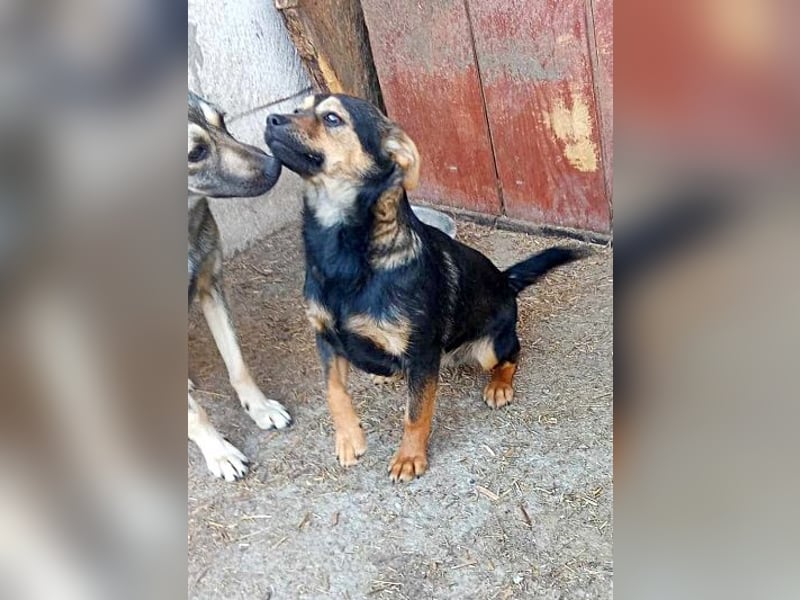 Maja, verspielt und etwas schüchtern