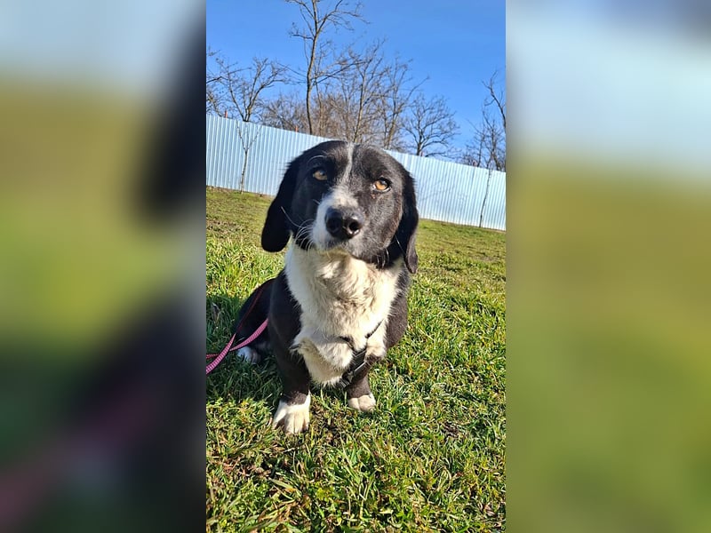 Daizy, eine freundliche kleine Lady