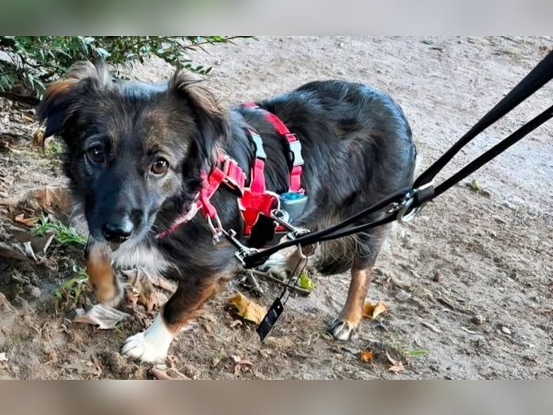 Josie, auf einer Pflegestelle