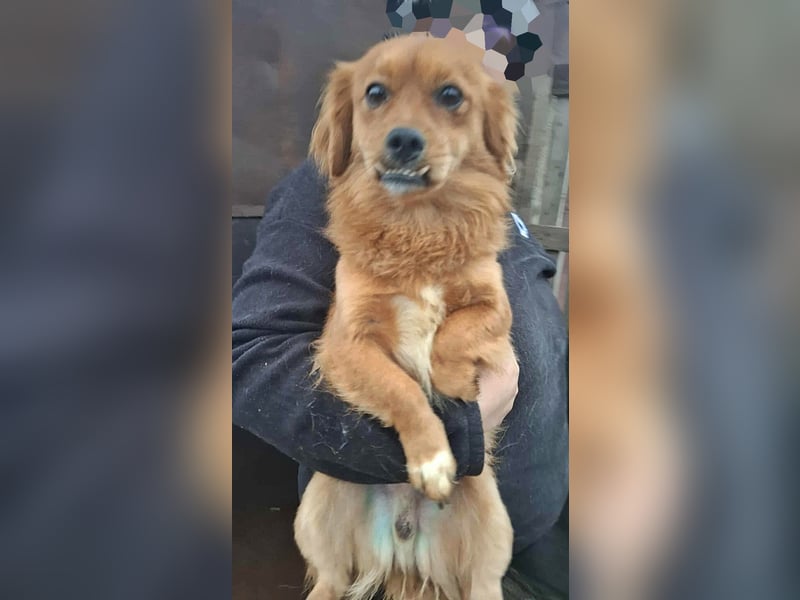 Grisu, lieb und mit individuellem Charme