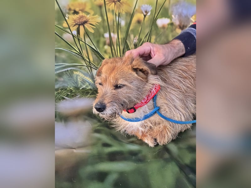 Cindy, gutmütige kleine Hündin