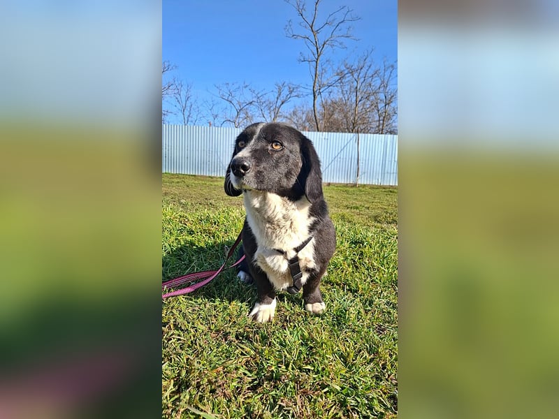 Daizy, eine freundliche kleine Lady