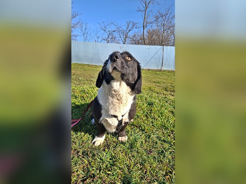 Daizy, eine freundliche kleine Lady