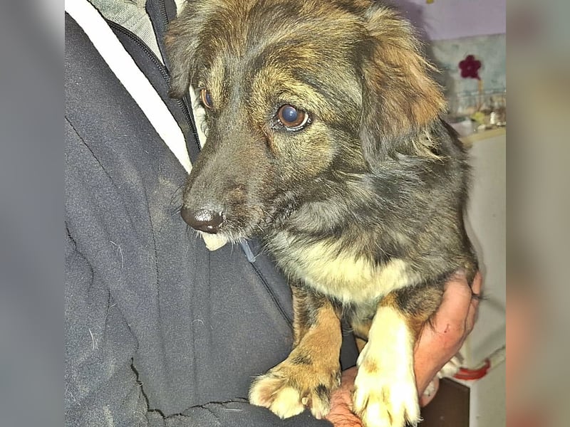 Josie, nett und freundlich