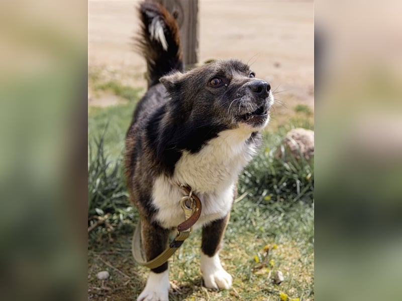 Kleiner Kiwis möchte mit seinen Menschen die Welt erkunden