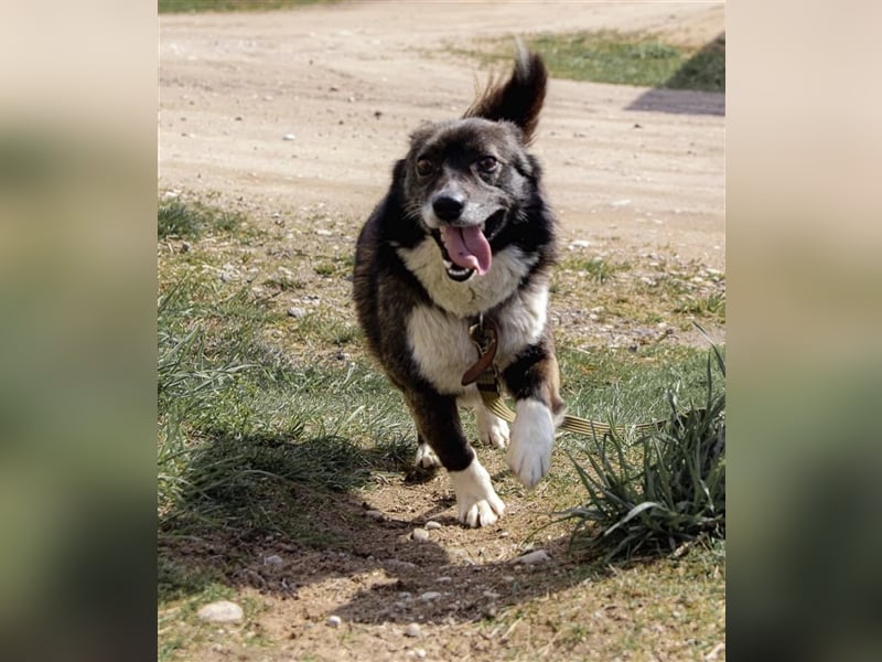 Kleiner Kiwis möchte mit seinen Menschen die Welt erkunden