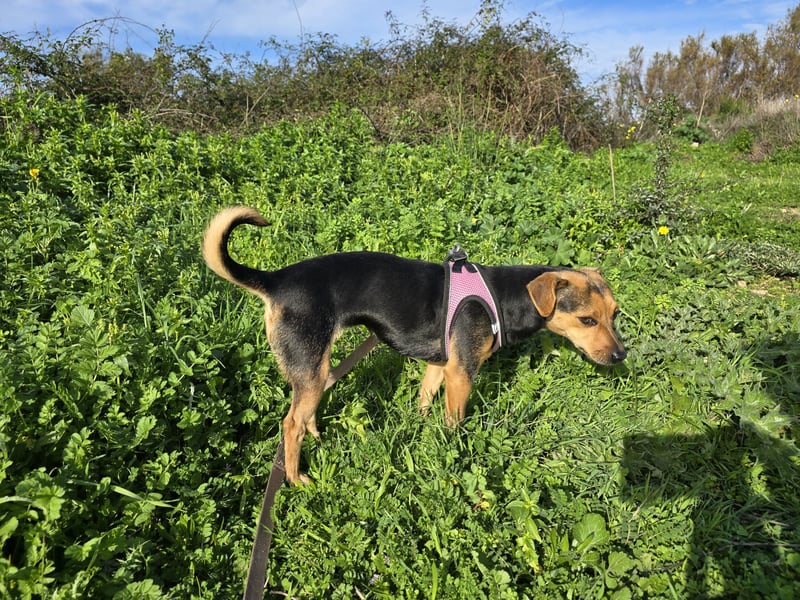 Charlotte: klein, aber oho!