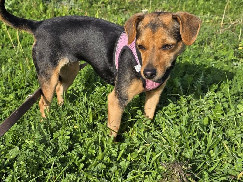 Charlotte: klein, aber oho!