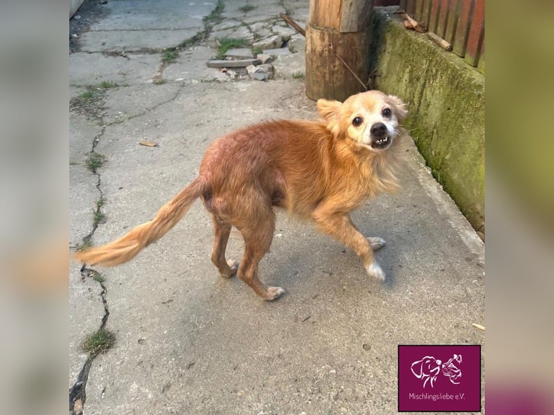 Bele❣️– Armer Schatz hat sein Zuhause verloren.