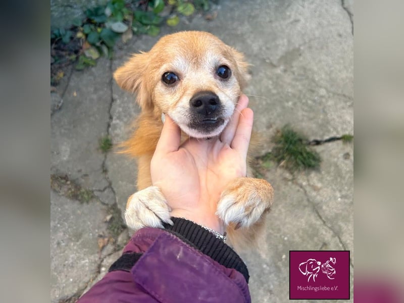 Bele❣️– Armer Schatz hat sein Zuhause verloren.