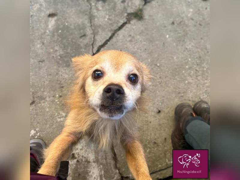 Bele❣️– Armer Schatz hat sein Zuhause verloren.