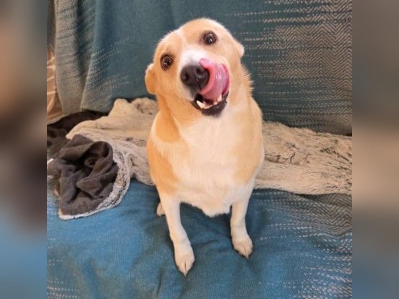 liebenswerte, sanfte PANINI