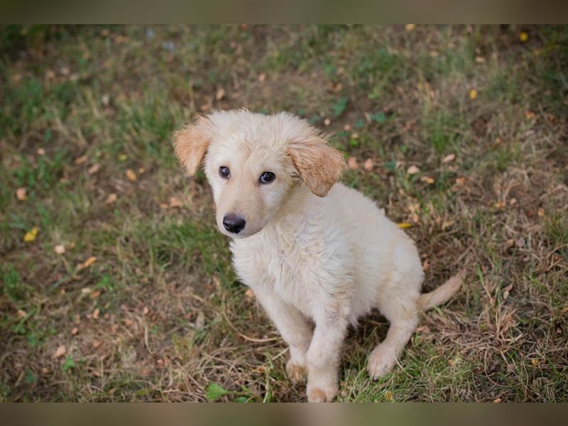 VINUR – Bezaubernder Retriever-Mix sucht sein Glück