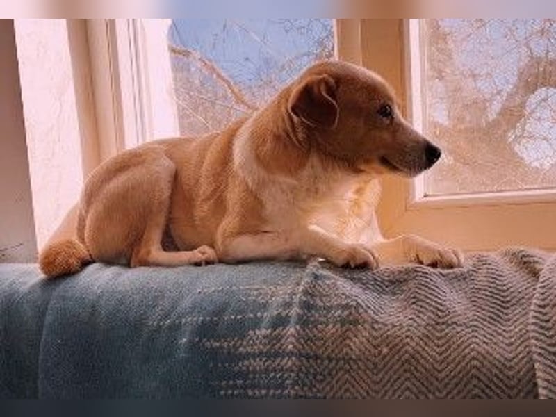 liebenswerte, sanfte PANINI