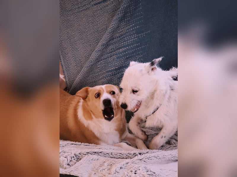 liebenswerte, sanfte PANINI