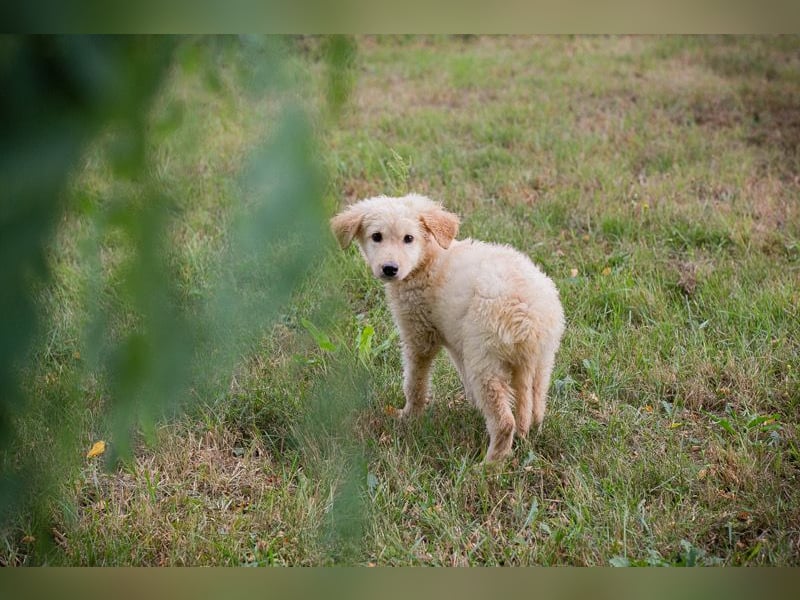 VINUR – Bezaubernder Retriever-Mix sucht sein Glück