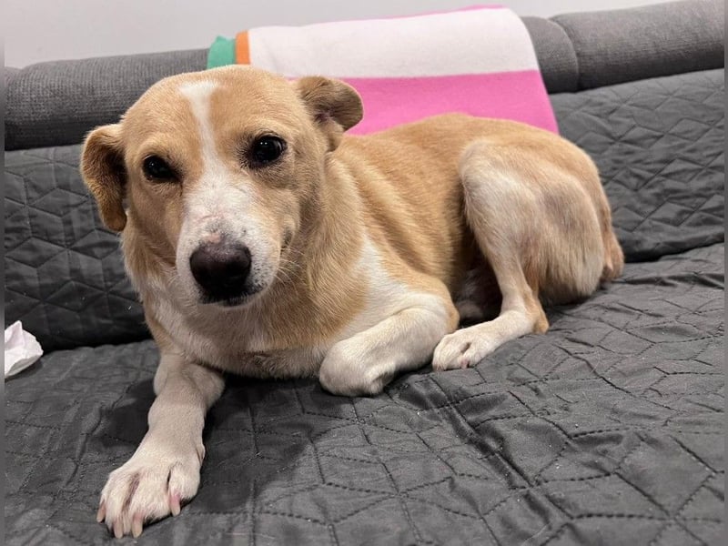 liebenswerte, sanfte PANINI