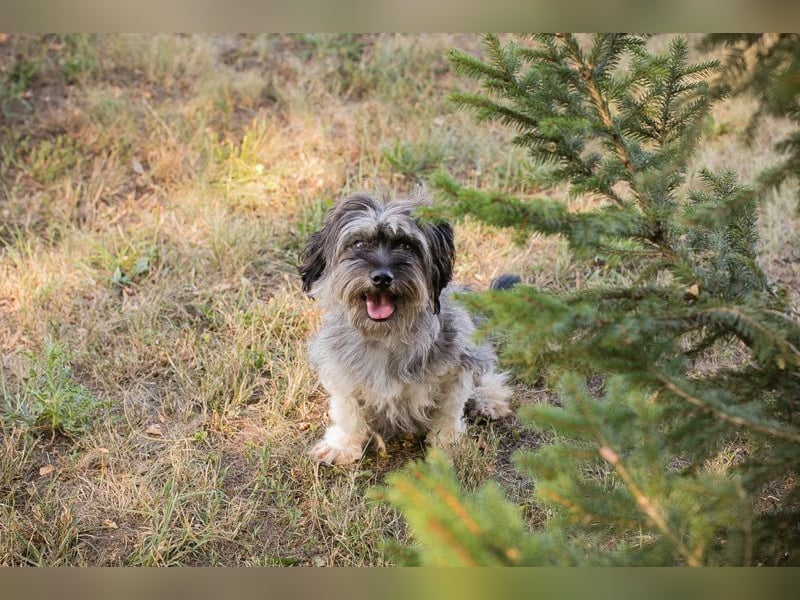 EGLI - Schlagerboom auf vier Pfoten!