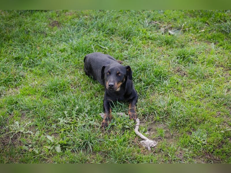 ROCCO – Cleverer Wirbelwind sucht aktive Menschen