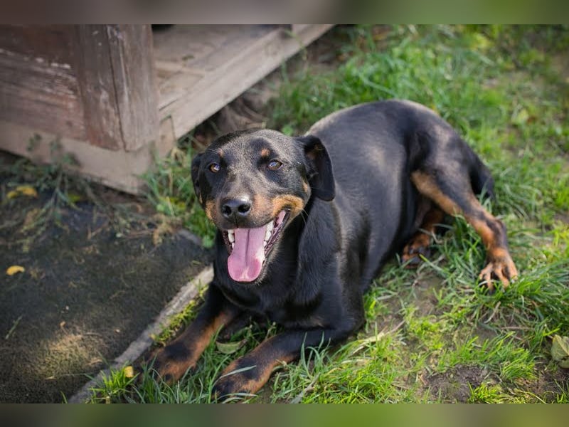 ROCCO – Cleverer Wirbelwind sucht aktive Menschen
