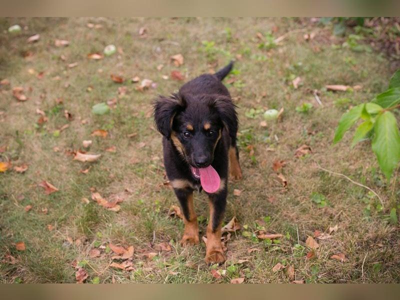 RONJA – Kleine Abenteurerin sucht ihre Herzensmenschen