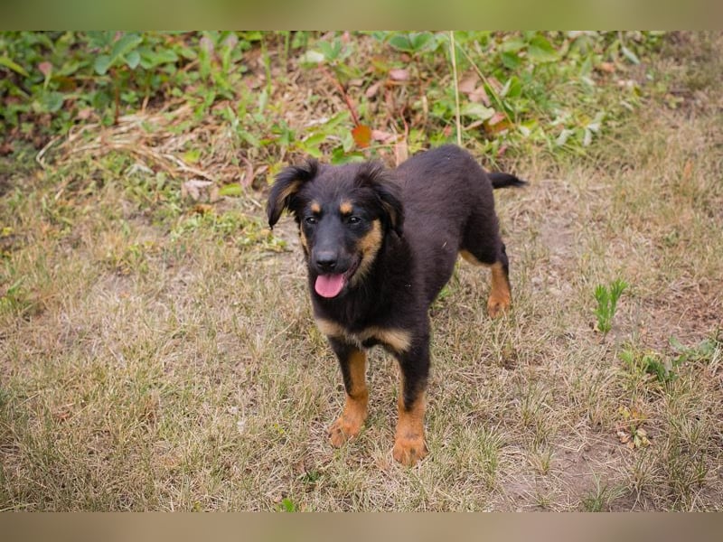 RONJA – Kleine Abenteurerin sucht ihre Herzensmenschen