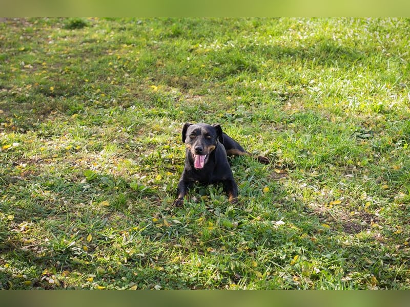 ROCCO – Cleverer Wirbelwind sucht aktive Menschen