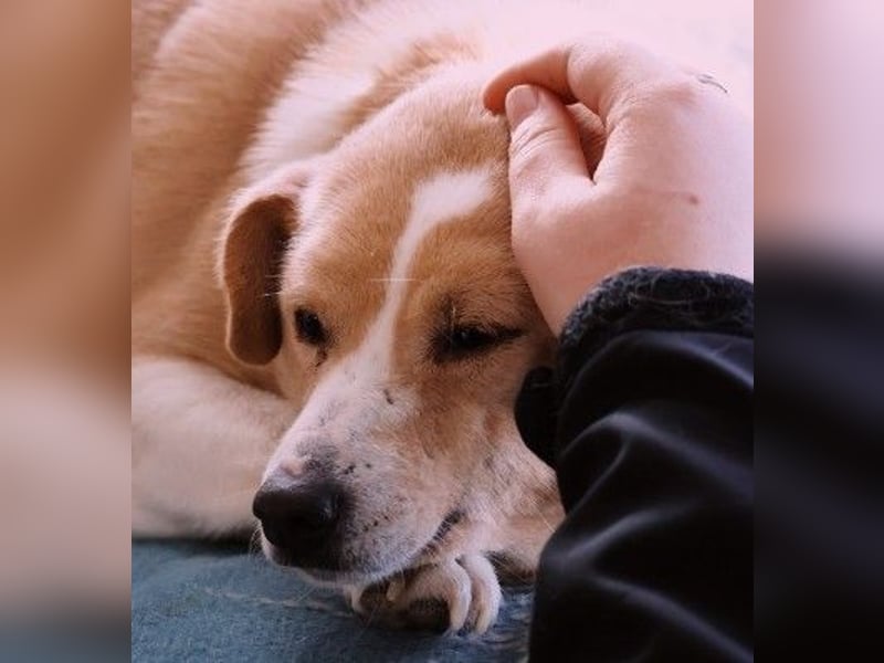 liebenswerte, sanfte PANINI