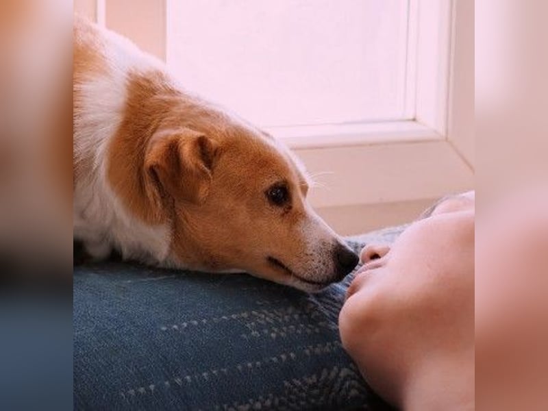 liebenswerte, sanfte PANINI