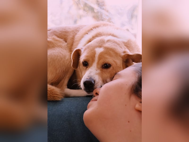 liebenswerte, sanfte PANINI