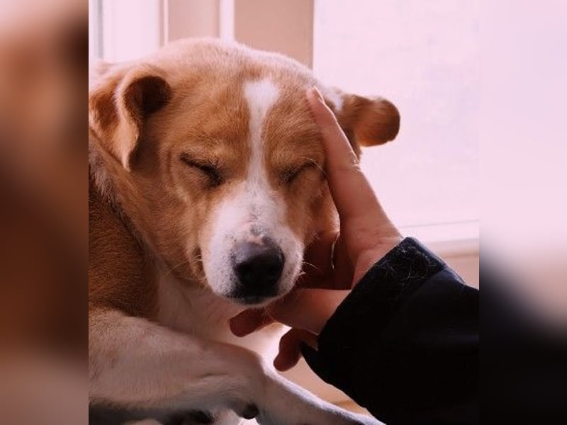 liebenswerte, sanfte PANINI