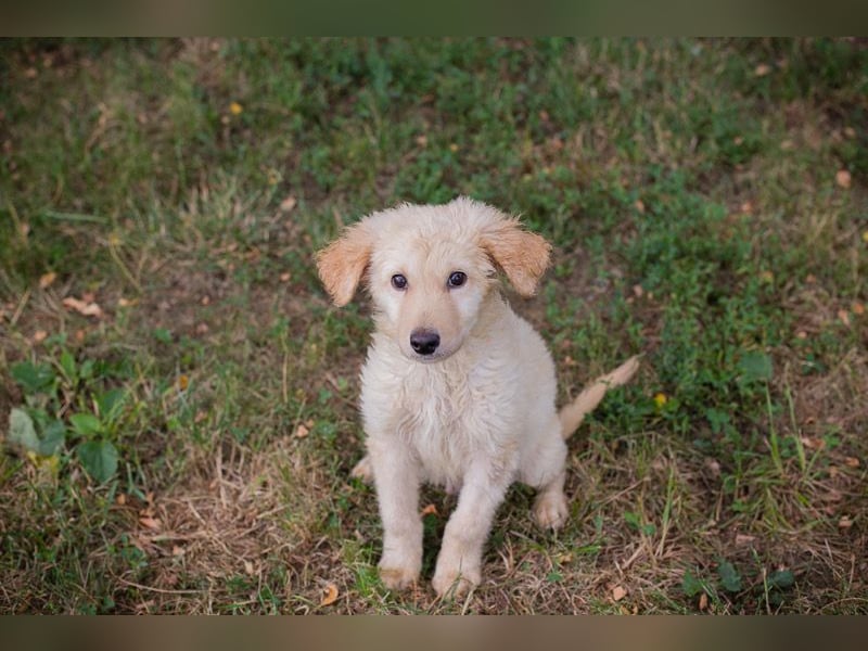 VINUR – Bezaubernder Retriever-Mix sucht sein Glück