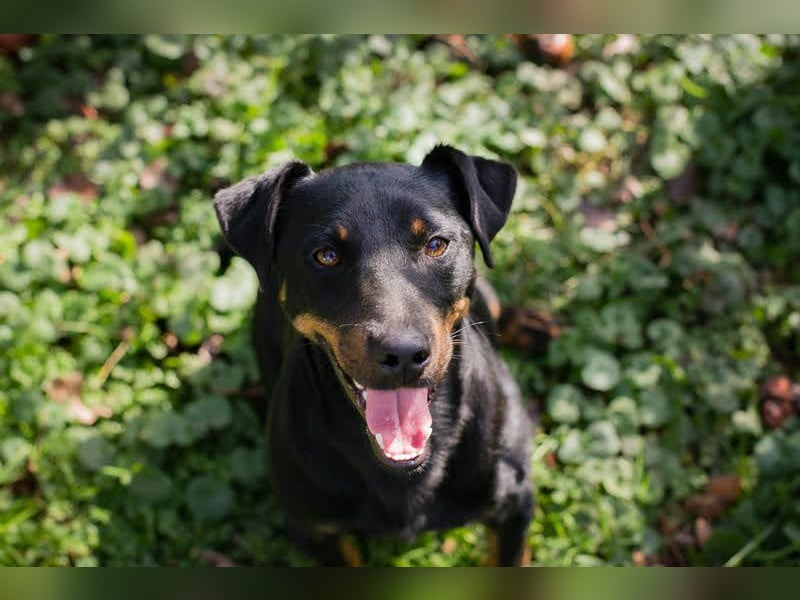 ROCCO – Cleverer Wirbelwind sucht aktive Menschen