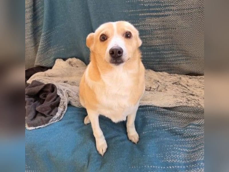 liebenswerte, sanfte PANINI