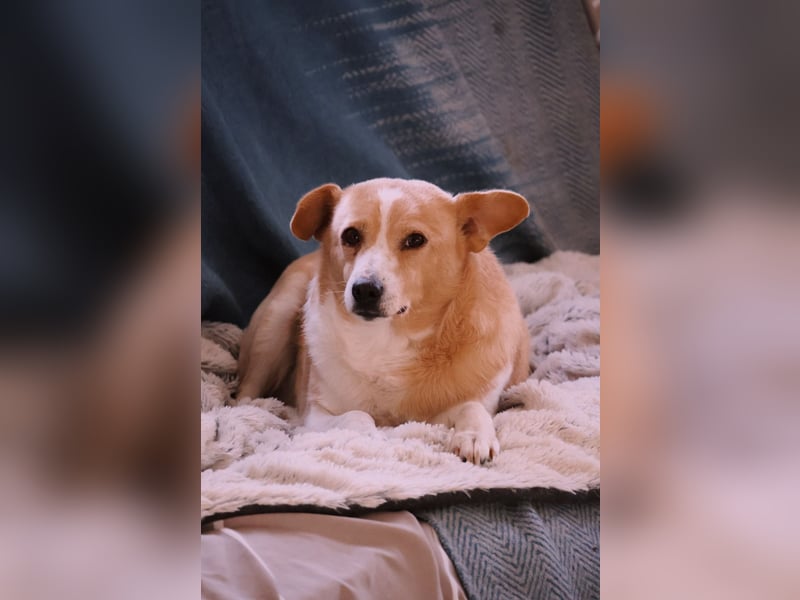 liebenswerte, sanfte PANINI