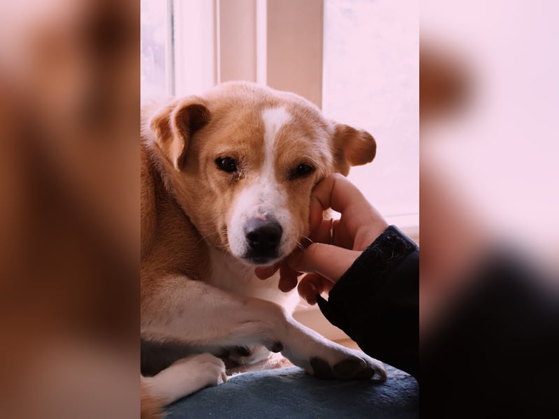 liebenswerte, sanfte PANINI