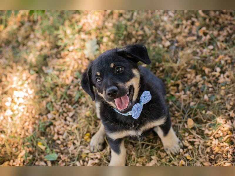 Reserviert! ZARELLA - Schlagerboom auf vier Pfoten!