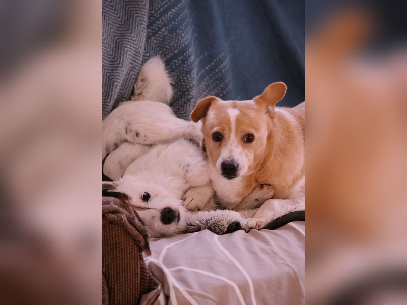 liebenswerte, sanfte PANINI