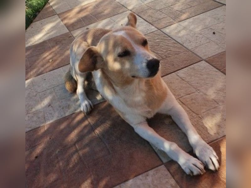 liebenswerte, sanfte PANINI