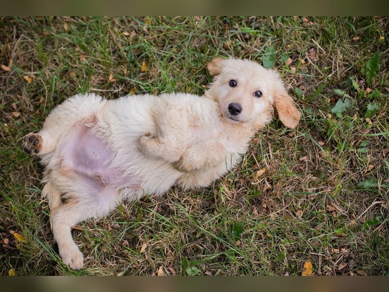 VINUR – Bezaubernder Retriever-Mix sucht sein Glück