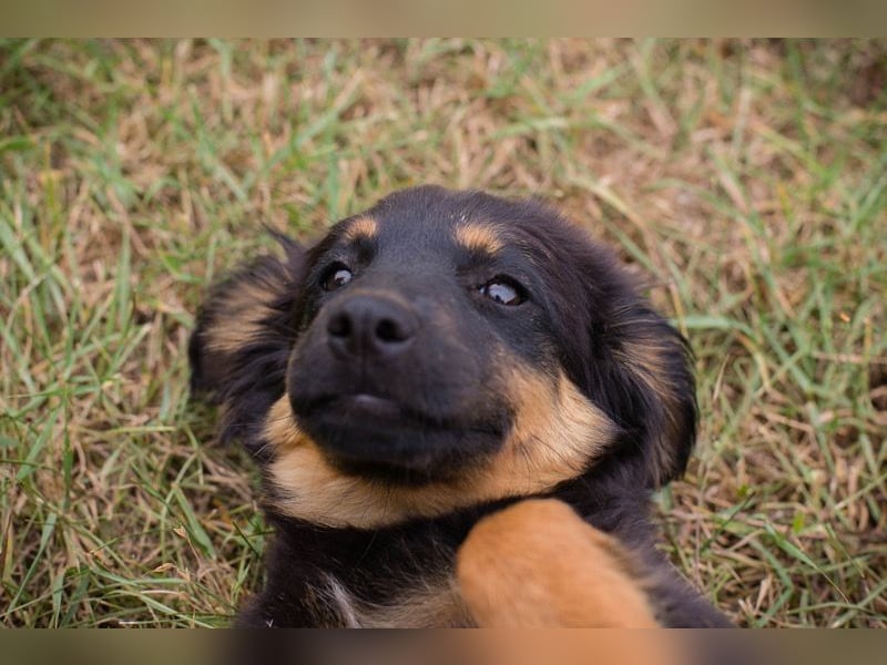 RONJA – Kleine Abenteurerin sucht ihre Herzensmenschen