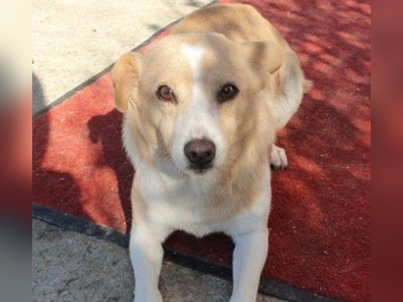 liebenswerte, sanfte PANINI