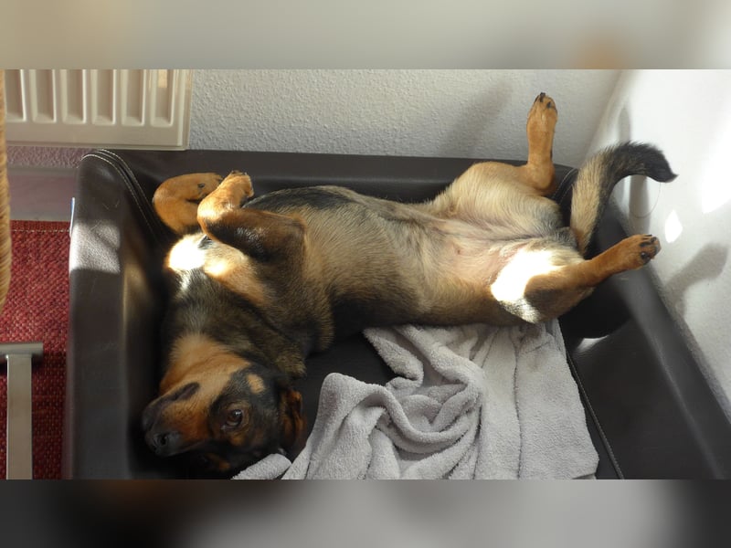 SAIA sucht ein Zuhause