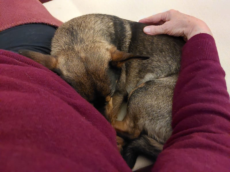 SAIA sucht ein Zuhause