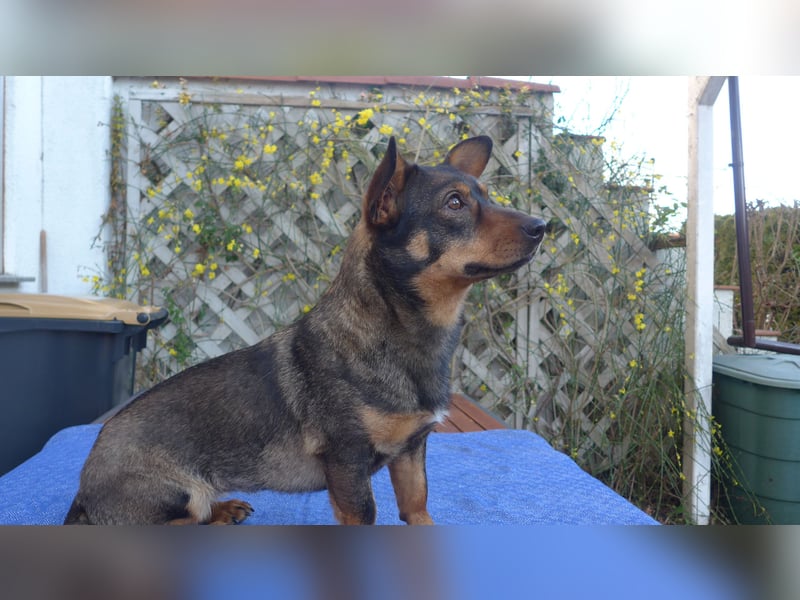 SAIA sucht ein Zuhause