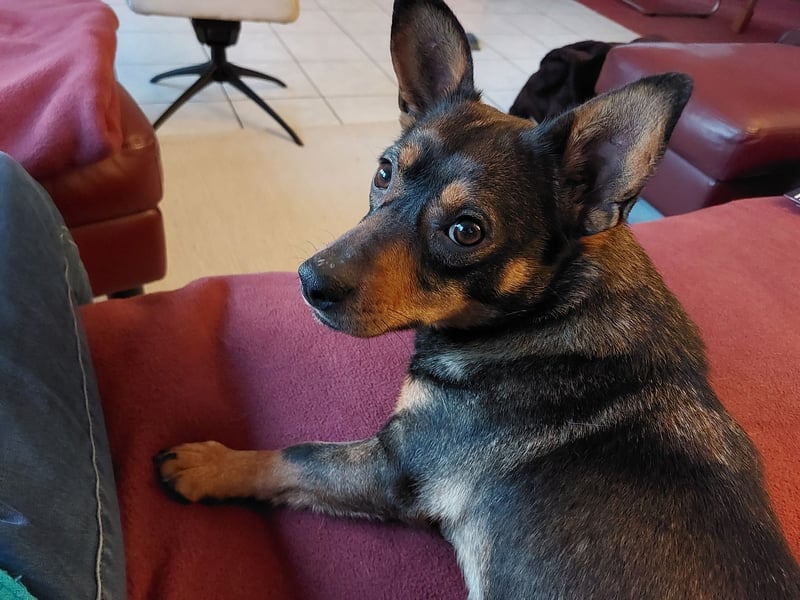 SAIA sucht ein Zuhause