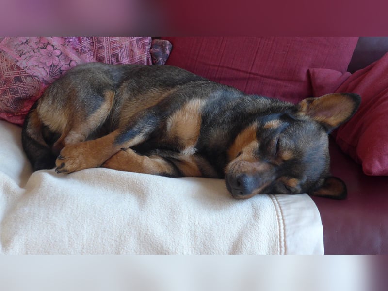 SAIA sucht ein Zuhause