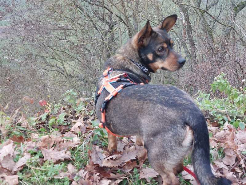 SAIA sucht ein Zuhause