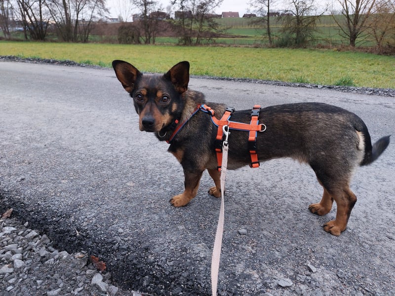 SAIA sucht ein Zuhause