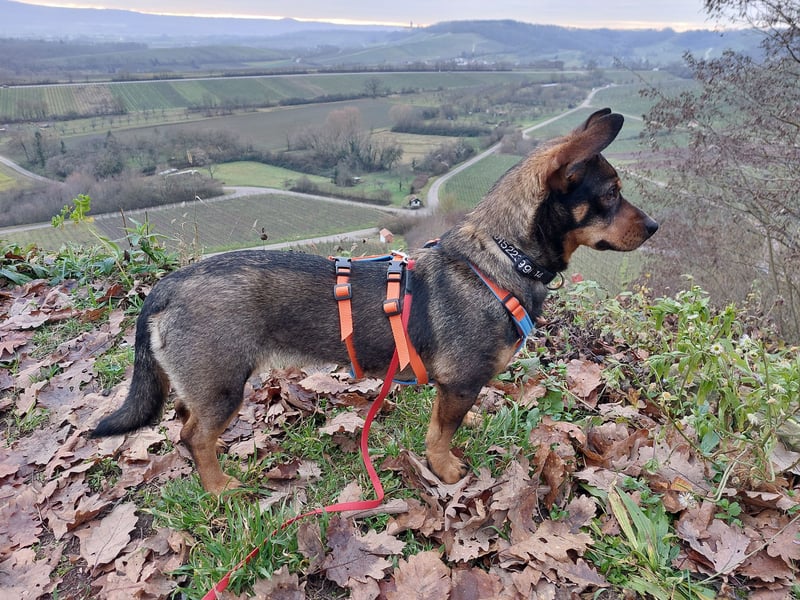 SAIA sucht ein Zuhause